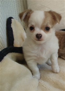 Chihuahua-pups - 3