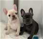 Franse Bulldog pups - 2 - Thumbnail