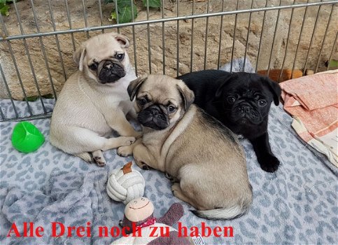 Beschikbare Pug Pups ter adoptie Aanbiddelijk - 1