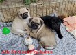 Beschikbare Pug Pups ter adoptie Aanbiddelijk - 1 - Thumbnail