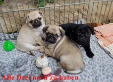 Beschikbare Pug Pups ter adoptie Aanbiddelijk