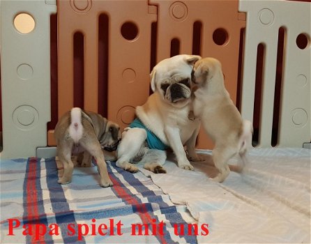 Beschikbare Pug Pups ter adoptie Aanbiddelijk - 2