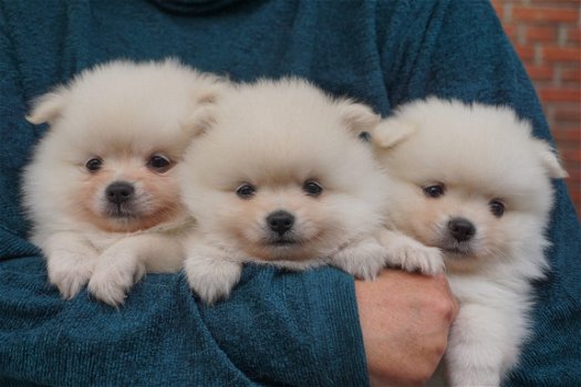 Pommeren pups voor adoptie - 1