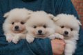 Pommeren pups voor adoptie - 1 - Thumbnail