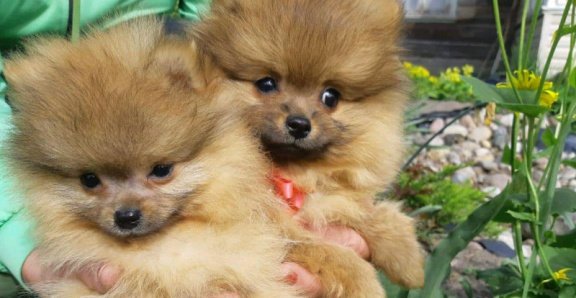 Pommeren pups voor adoptie - 2