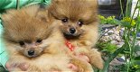 Pommeren pups voor adoptie - 2 - Thumbnail
