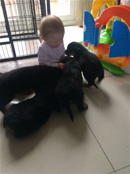 beautiful, Friendly Rottweiler Puppies for sale - 1