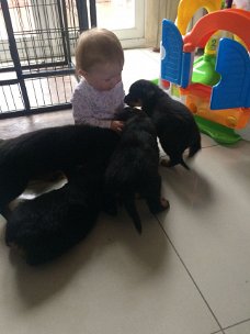 beautiful, Friendly Rottweiler Puppies for sale