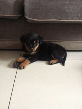 beautiful, Friendly Rottweiler Puppies for sale - 2