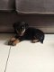 beautiful, Friendly Rottweiler Puppies for sale - 2 - Thumbnail