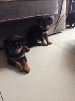 beautiful, Friendly Rottweiler Puppies for sale - 3