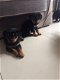 beautiful, Friendly Rottweiler Puppies for sale - 3 - Thumbnail