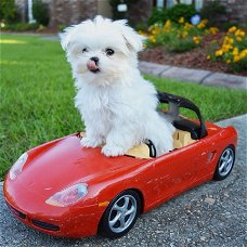 Maltese Pups