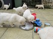 Golden Retriever Pups te koop - 1 - Thumbnail