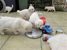 Golden Retriever Pups te koop