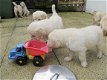 Golden Retriever Pups te koop - 2 - Thumbnail
