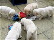 Golden Retriever Pups te koop - 3 - Thumbnail