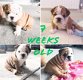 Engelse Bulldog puppies Te koop - 1 - Thumbnail