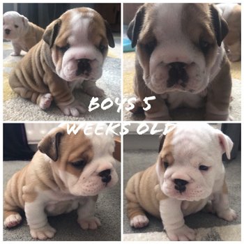 Engelse Bulldog puppies Te koop - 2