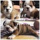 Engelse Bulldog puppies Te koop - 3 - Thumbnail