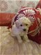 pure Poodle Puppies for sale - 1 - Thumbnail