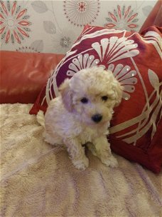pure Poodle Puppies for sale