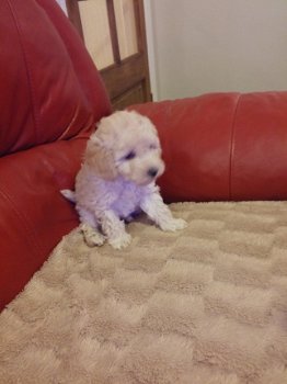 pure Poodle Puppies for sale - 2