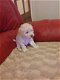pure Poodle Puppies for sale - 2 - Thumbnail