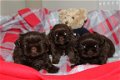 pure Shih Tzu puppise for sale - 1 - Thumbnail