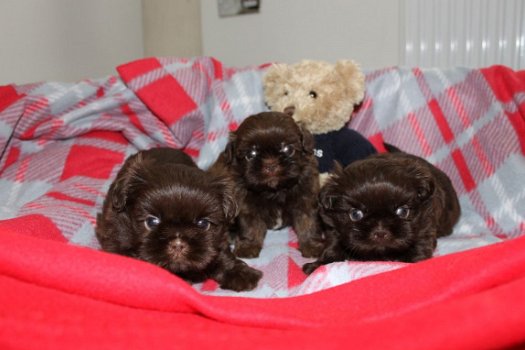 pure Shih Tzu puppise for sale - 2