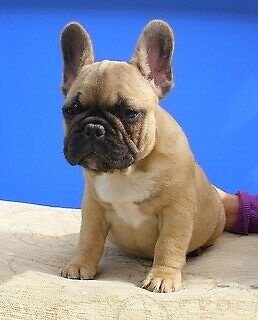 prachtige franse bulldog pups - 1