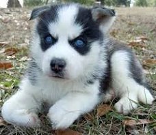 Leuke mannelijke en vrouwelijke Husky pups