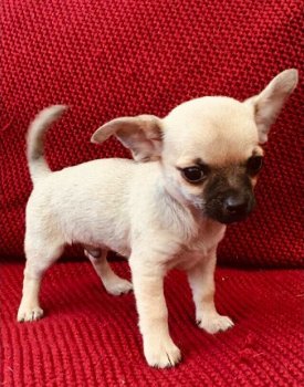 Mooie Chihuahua-puppy's - 1