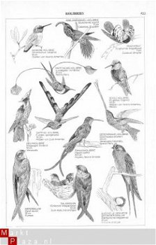 tekening Kolibries - 1