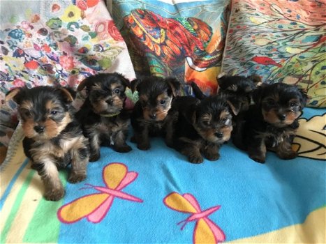 6 prachtige puppy's van Yorkshire - 1