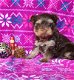 Laatste Chocolade Yorkshire Terrier - 1 - Thumbnail