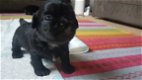 Schattige Shih Tzu-puppy's - 1 - Thumbnail
