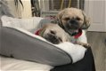 1 Prachtig Shih Tzu-meisje - 1 - Thumbnail