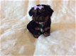 Amerikaanse imperiale Shih Tzu-puppy's Dobie & Parti - 1 - Thumbnail