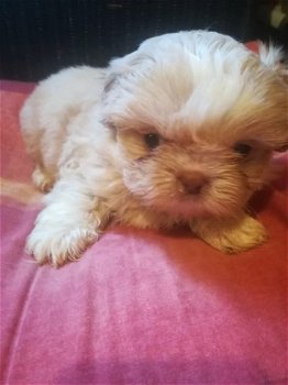 Schattig Shih Tzu Pups.kc geregistreerd. - 1