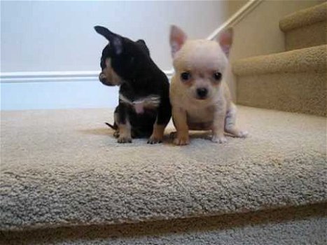 Chihuahua puppy's voor adoptie. - 1