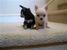 Chihuahua puppy's voor adoptie.