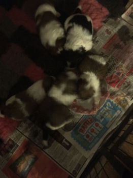 Kc geregistreerde Shihtzu-puppy's - 1