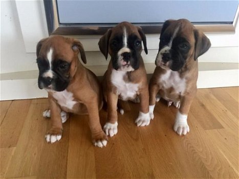 Beschikbare Boxer puppies nu klaar. - 1