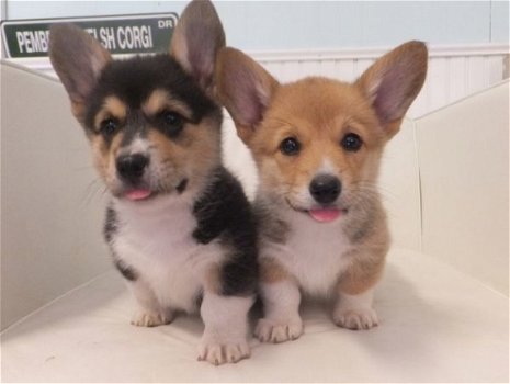 Welsh Pembroke Corgi Puppies Beschikbaar - 1