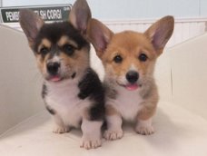 Welsh Pembroke Corgi Puppies Beschikbaar