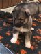 Husky X Northern Inuit-pups - 1 - Thumbnail