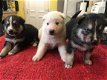 Siberische husky puppies te koop - 1 - Thumbnail