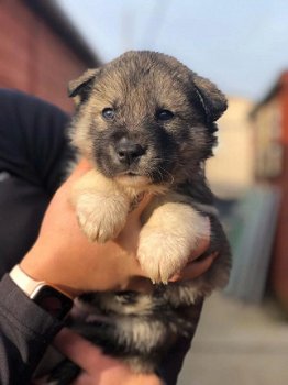 Prachtige Siberische Husky Pups - 1