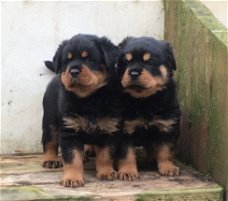 Kampioen Kc Reg Puppies